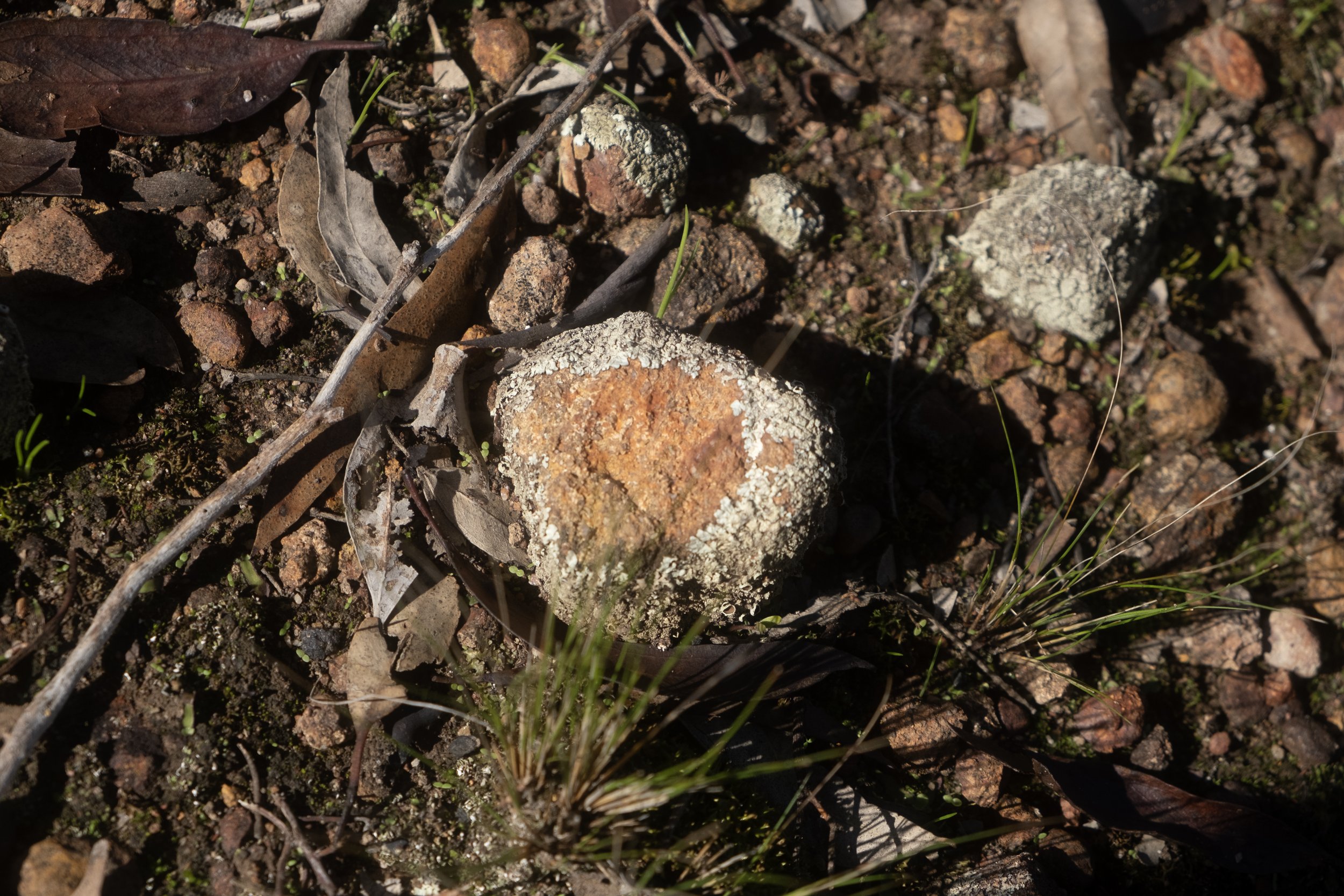 Wheatbelt terrain — dusty soil, salmon gums, and lichen-covered rocks